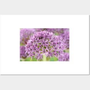 Allium stipitatum  &#39;Violet Beauty&#39; Posters and Art